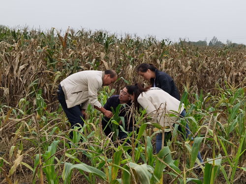 省生物农业所邀请临潼区农技推广服务中心指导玉米病虫害调查防治工作