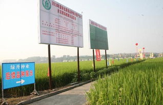 四川加快稻米品质结构调整 提升川米市场竞争力