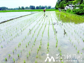我市开展水稻节水抗旱栽培及品种展示试验