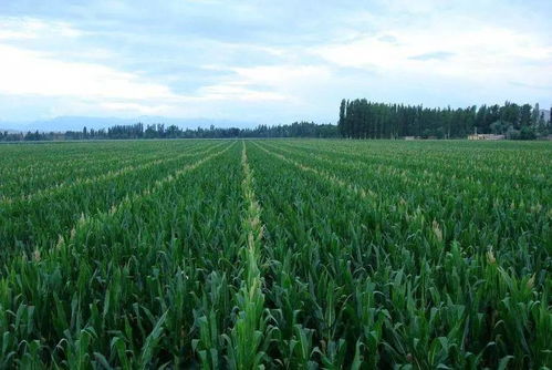 权威发布 2017年黄淮海地区夏播玉米生产技术指导意见 专家支招助您收获高产玉米