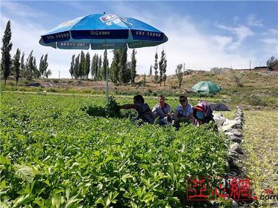 新疆乌苏市八十四户乡300亩毛芹菜丰收每亩可赚6000元
